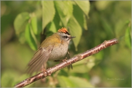 <p>KRÁLÍČEK OHNIVÝ (Regulus ignicapillus) /Firecrest - Sommergoldhähnchen/</p>